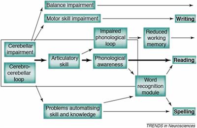 Frontiers Development of Dyslexia The Delayed Neural Commitment